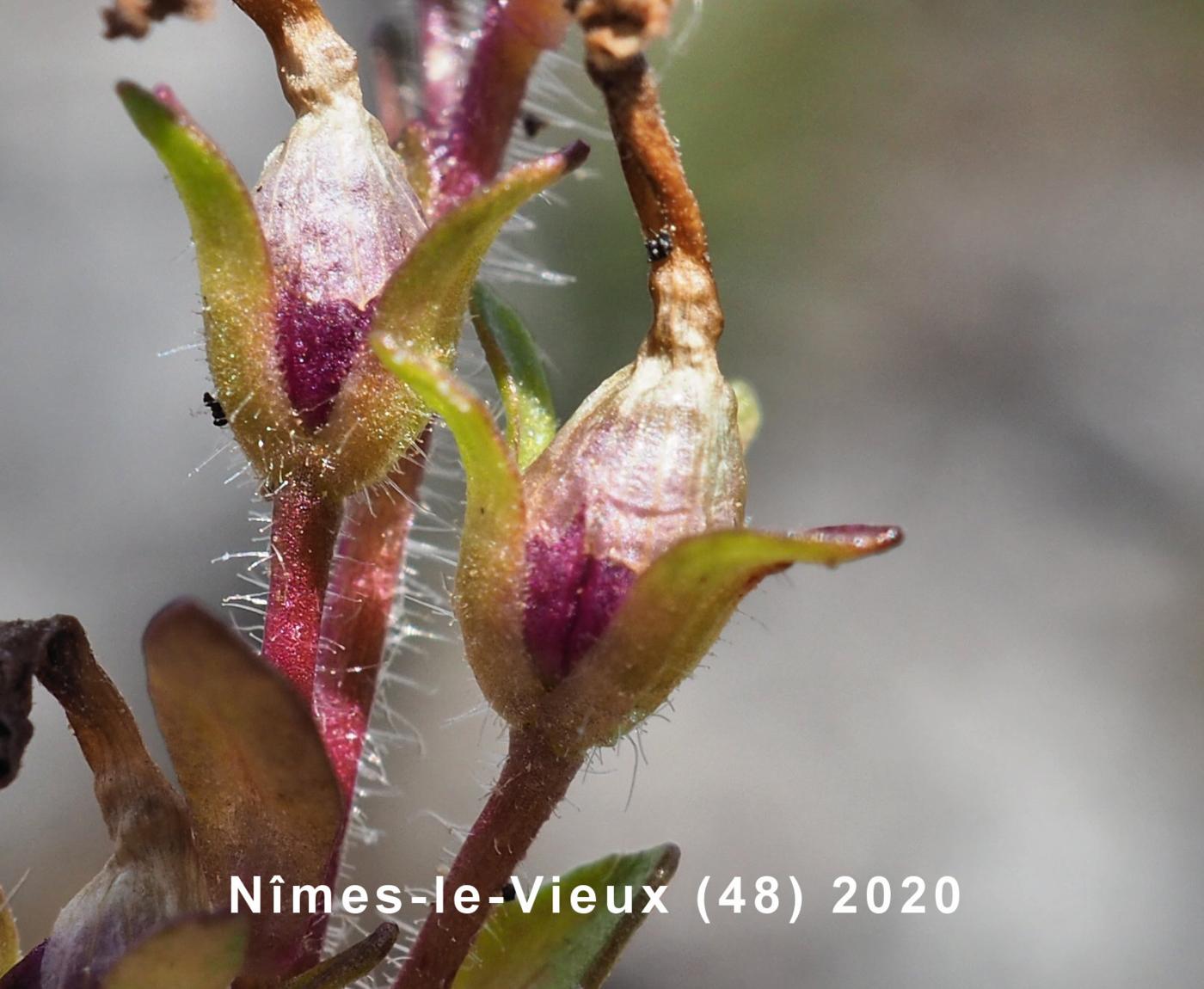 Foxglove, Fairy, Alpine Erinus fruit